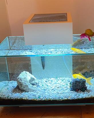 Askoll Fluval Edge 23lt