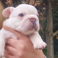 Bulldog francese platinum e lilac e blu