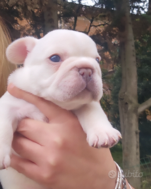 Bulldog francese platinum e lilac e blu