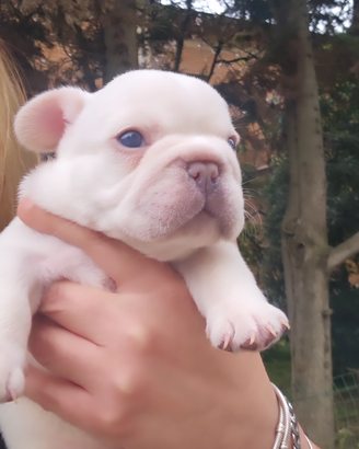Bulldog francese platinum e lilac e blu