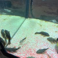 Ancistrus,pesce pulitore,pulitori