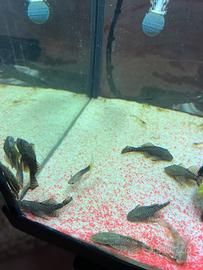 Ancistrus,pesce pulitore,pulitori