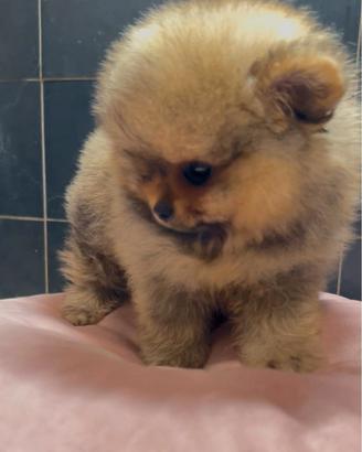 Pomerania Spitz Toy nano 