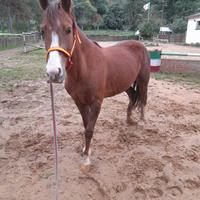 Doppia pony