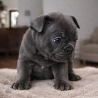 Cuccioli bulldog francese esotici
