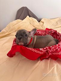 Bulldog francese