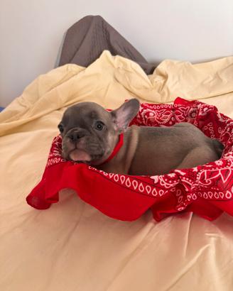 Bulldog francese