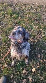 Setter Inglese Femmina