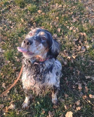 Setter Inglese Femmina