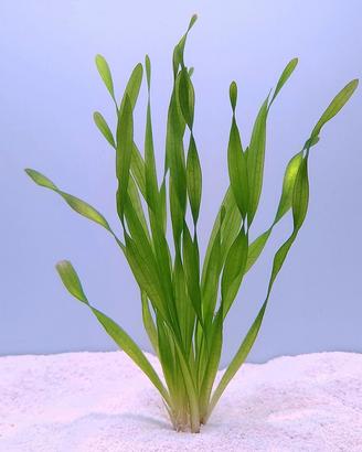 piante per acquario tropicale.