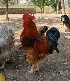 Gallo