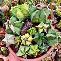 Piante grasse cactus fiori succulente giardino