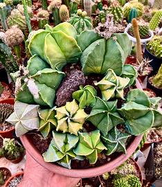 Piante grasse cactus fiori succulente giardino