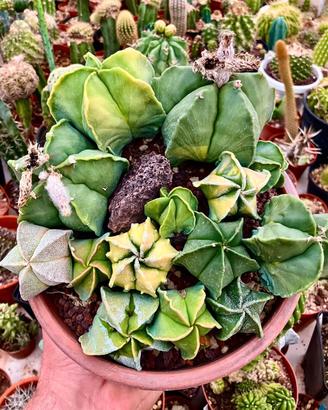 Piante grasse cactus fiori succulente giardino