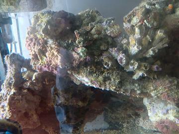 Rocce vive per acquario marino