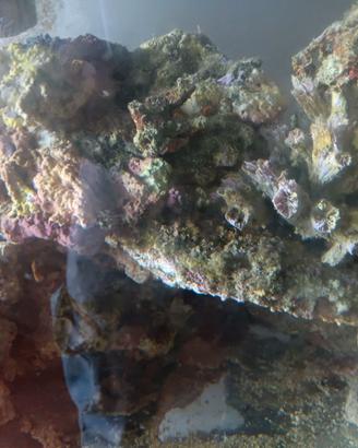 Rocce vive per acquario marino