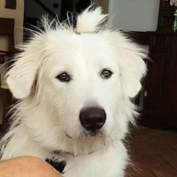 Cuccioli di Pastore Maremmano Abruzzese