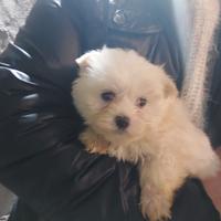 Bianco maltese