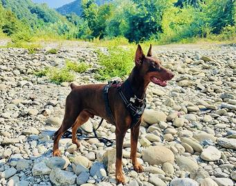 Monta Doberman
