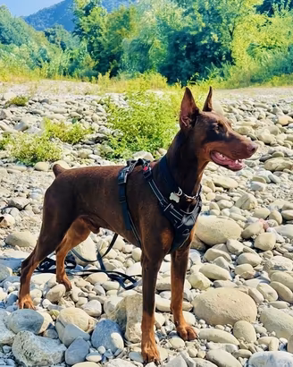 Monta Doberman