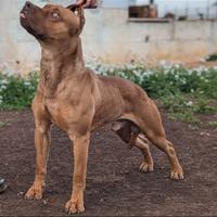 Pitbull maschio intero 4 anni con pedigree