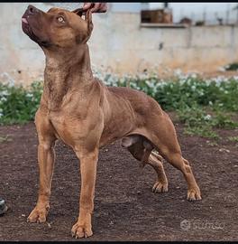 Pitbull maschio intero 4 anni con pedigree