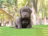 Cucciola di Labrador Retriever cioccolato
