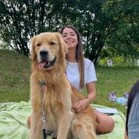 Golden Retriever per accoppiamento monta B/0