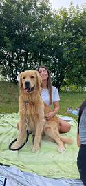 Golden Retriever per accoppiamento monta B/0