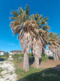 pianta per ville palma Washington