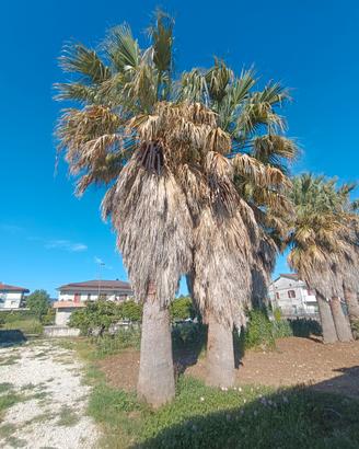 pianta per ville palma Washington