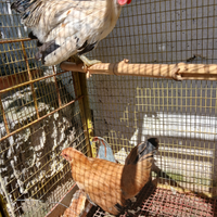 Coppia di galline ornamentali