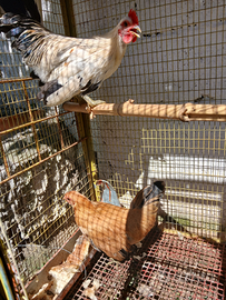 Coppia di galline ornamentali