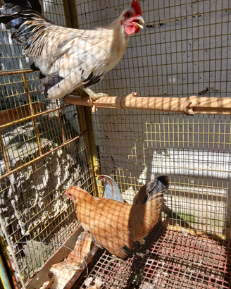 Coppia di galline ornamentali