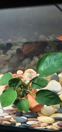 Acquario usato 30lt
