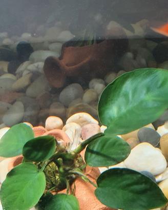 Acquario usato 30lt
