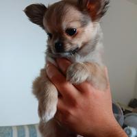 Chihuahua pelo lungo