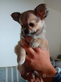 Chihuahua pelo lungo
