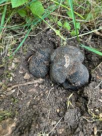 Tartufo
