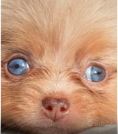 Spitz di Pomerania femmina occhi azzurri