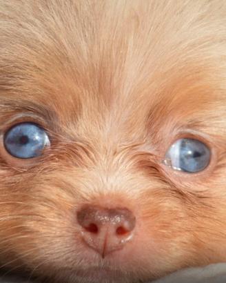 Spitz di Pomerania femmina occhi azzurri