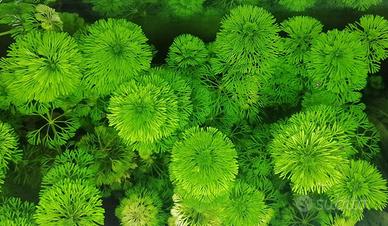PIANTA Limnophila sessiliflora