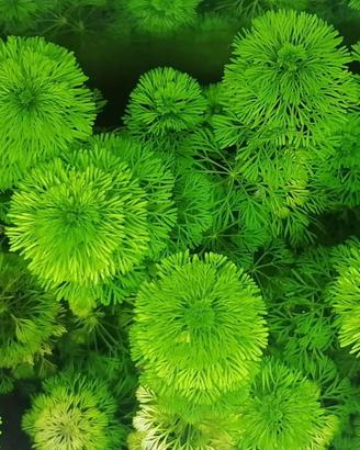PIANTA Limnophila sessiliflora