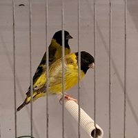 Lucherini testa nera topazio