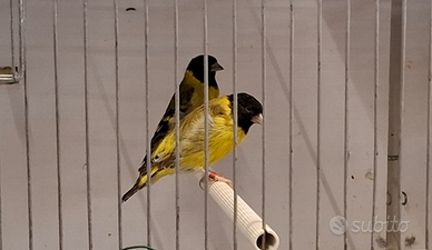 Lucherini testa nera topazio