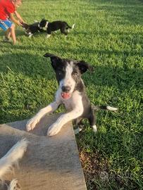 Border collie