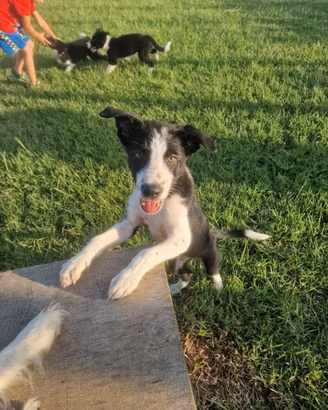 Border collie