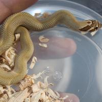 Nasicus baby