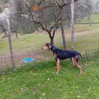 Disponibile Segugio italiano maschio