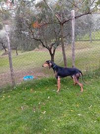 Disponibile Segugio italiano maschio